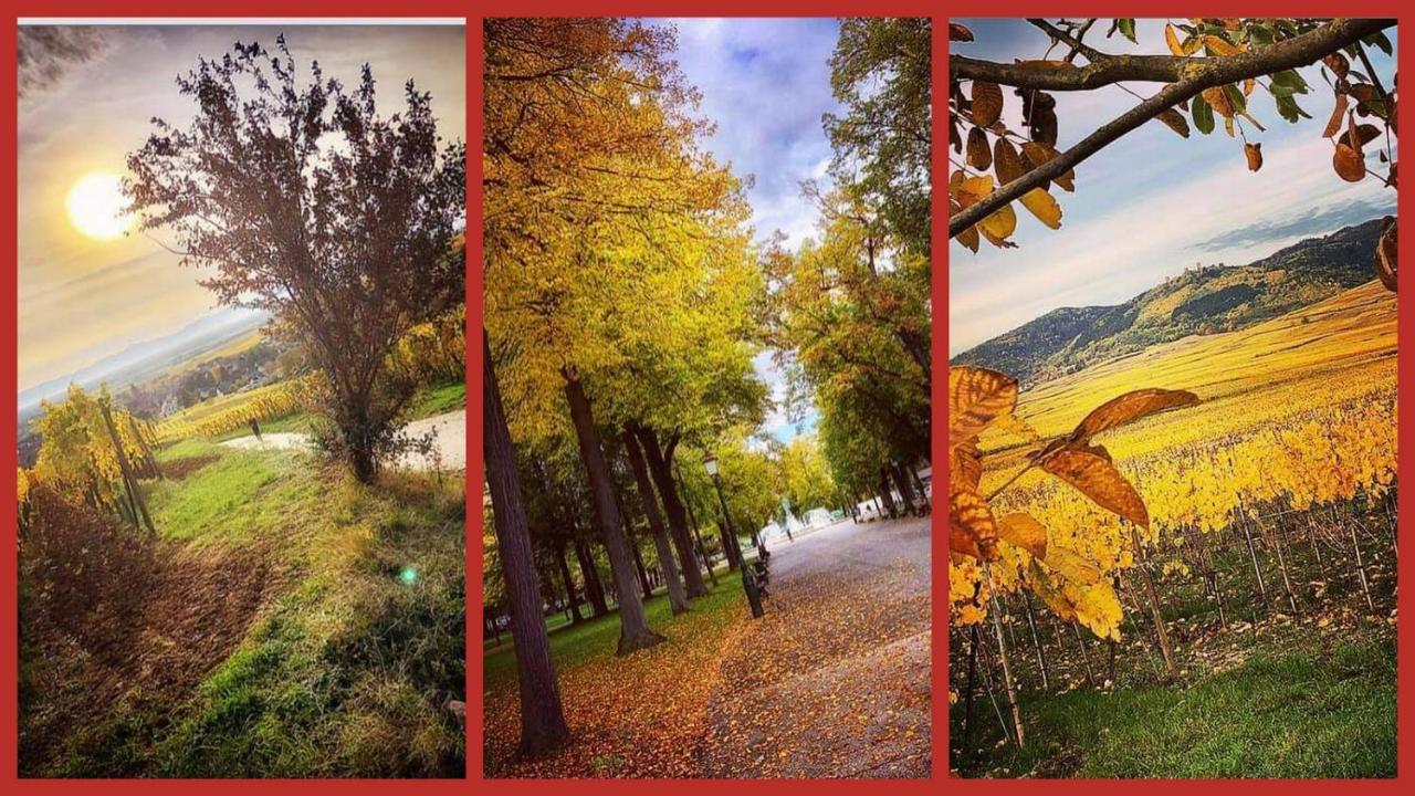 N¨°1 Schongauer Gite De Charme Centre Touristique كولمار المظهر الخارجي الصورة